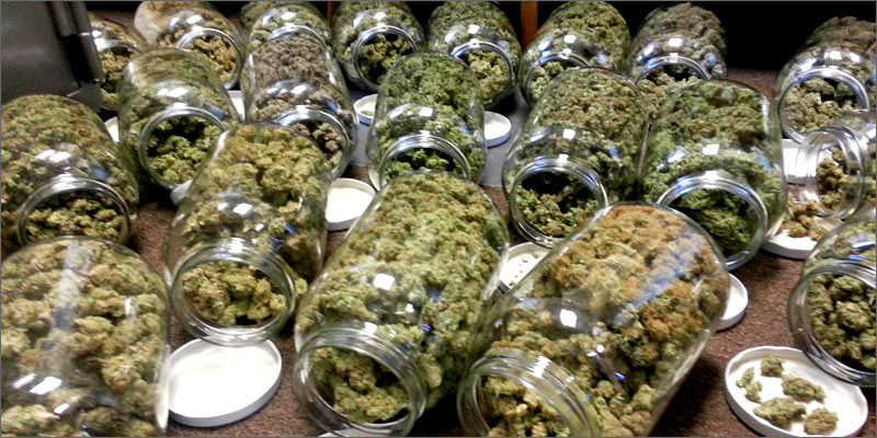cultivo de cannabis